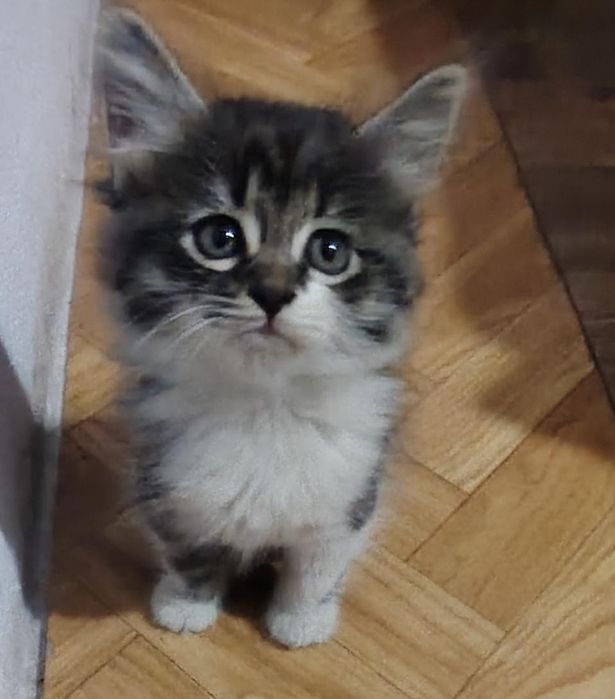 Отдам котят д.р 25. 09.