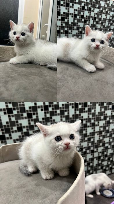 Породыстие котята