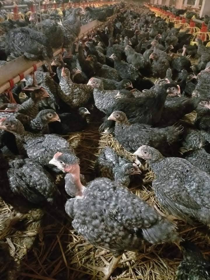 Pui zburați Botoșani