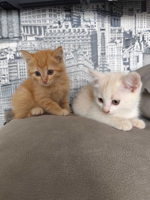 Котята в добрые заботливые руки