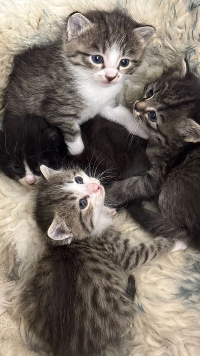 Котята 4 штуки  бесплатно!!!