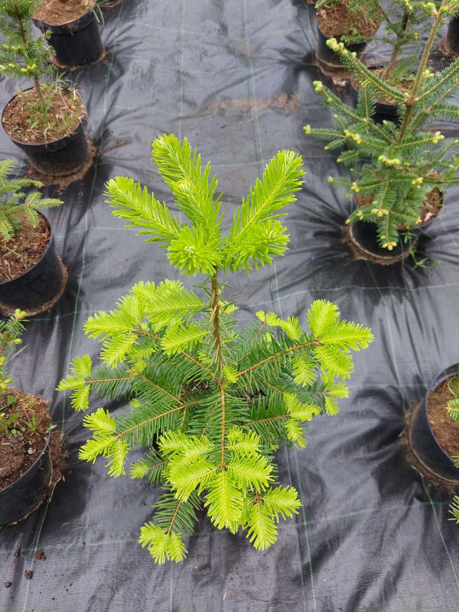 Brad american Abies grandis la ghiveci 5L- inaltime 60-80 cm (6 ani)