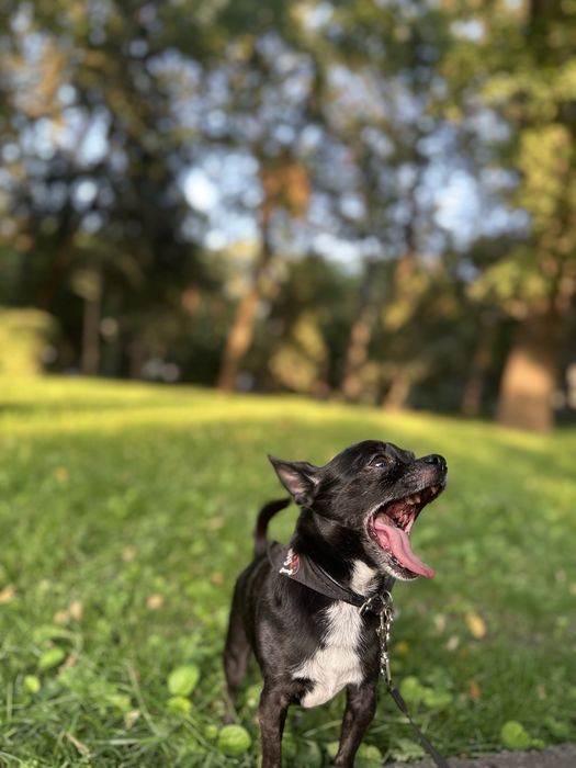 Ищем девочку для вязки