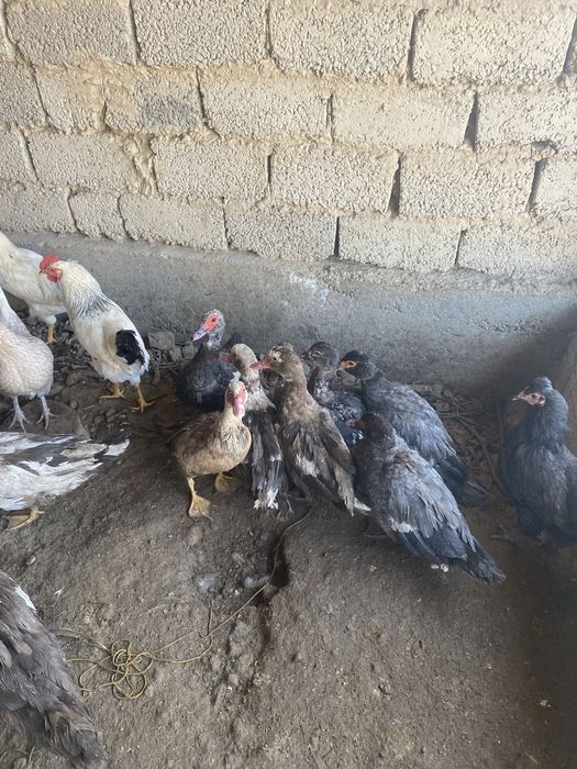 Обмен жоқ ештеңкеге