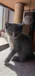 British shorthair blue