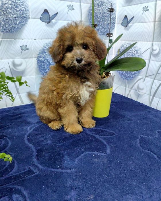 Девочка, мальтипу F1 , мини.