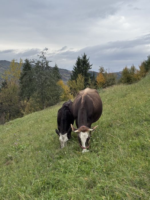 Vând vaca la prima fătare