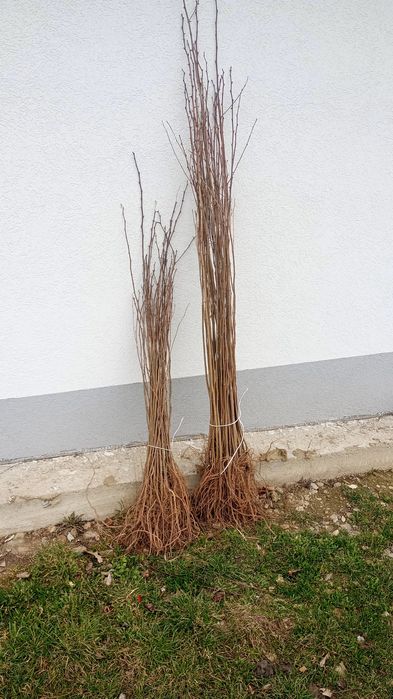 Doriti sa impaduriti cu puieti de salcam proaspăt recoltati