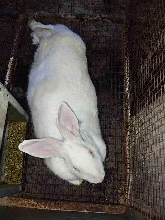 Сотилади гуштга куенлар  халол