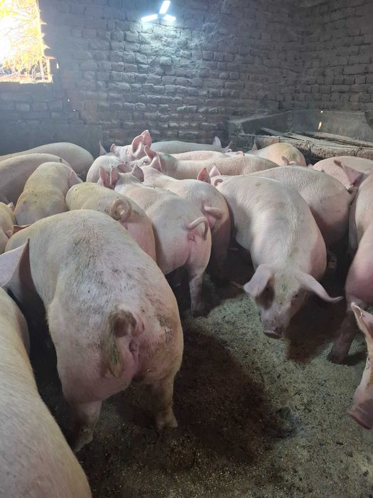 Угоени прасета 6лв