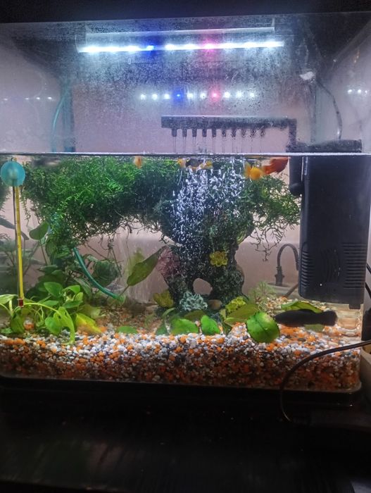 Acvariu cu pești și plante naturale