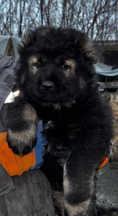 Продам щенков кавказской овчарки