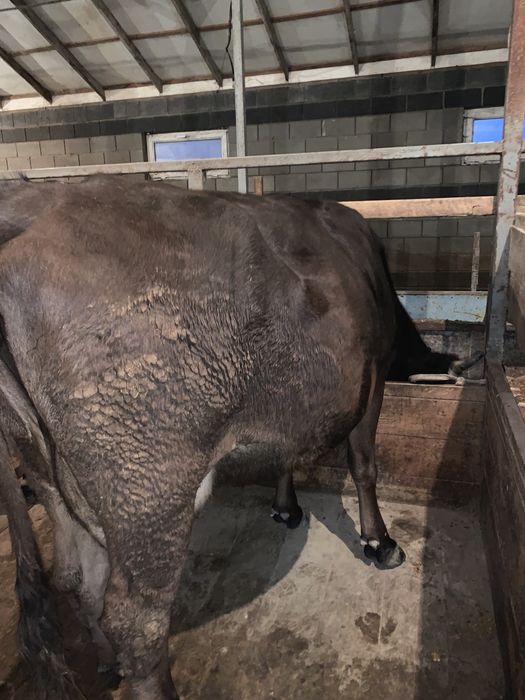 Продается коровы