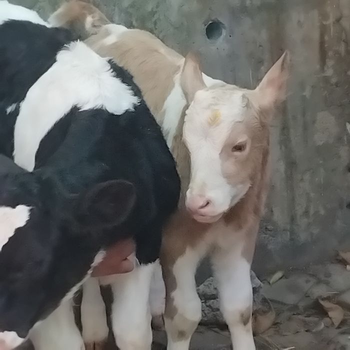 Vand doi taurasi