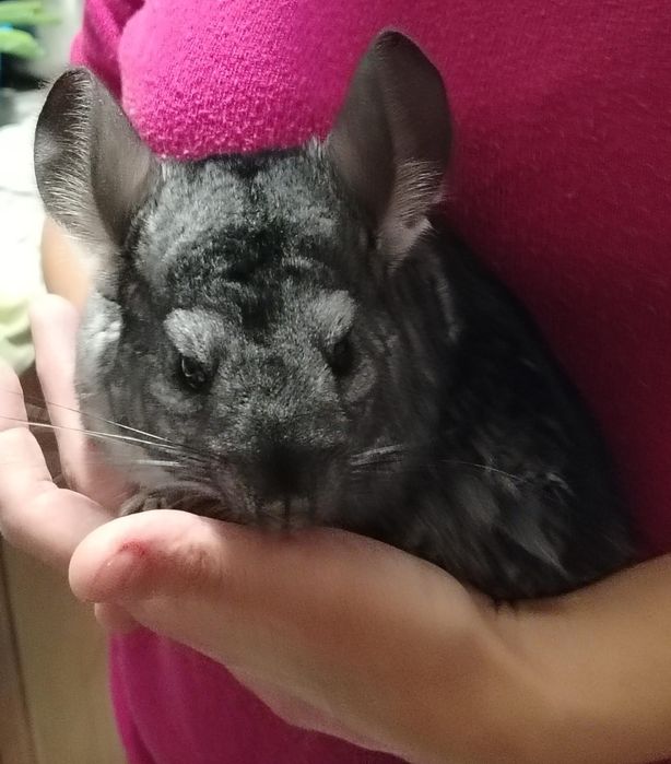 Sinsila (chinchilla)
