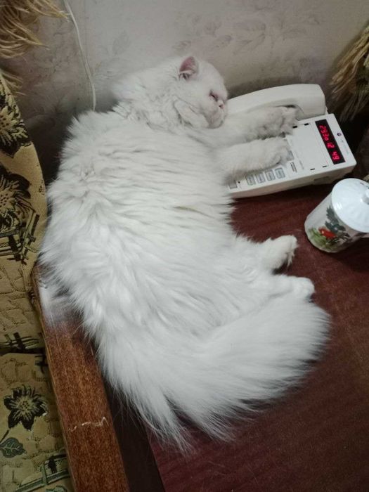 Персидский БЕЛЫЙ кот на вязку