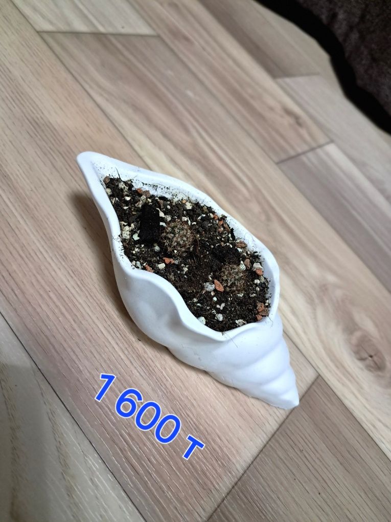 Продам кактусы и рео