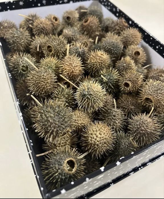 Бурнаки  от Гайморита