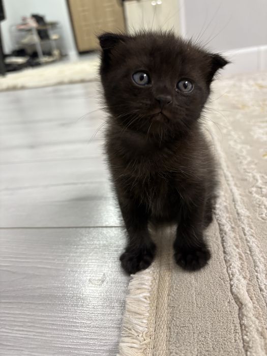 Отдам котенка вислоухий