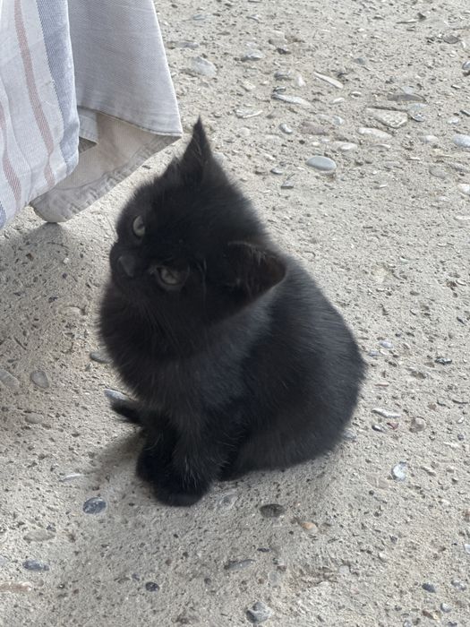 Котята котенок кот