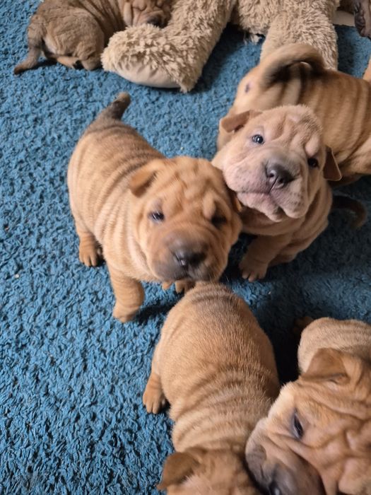 Shar pei drăgălași