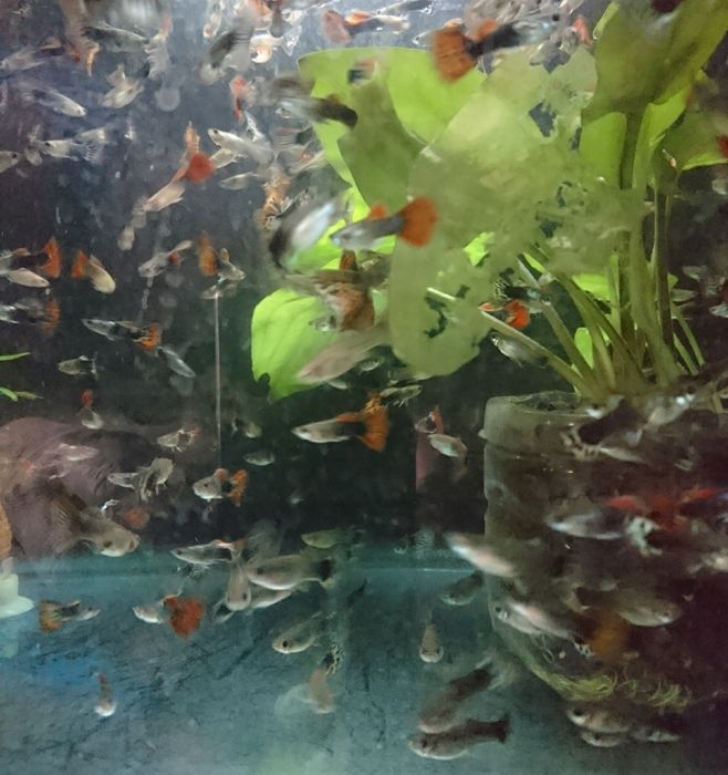 Меченосцы , Моллинезии, Гуппи ,Анциструсы.