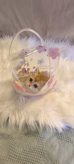 Продается золотой котёнок