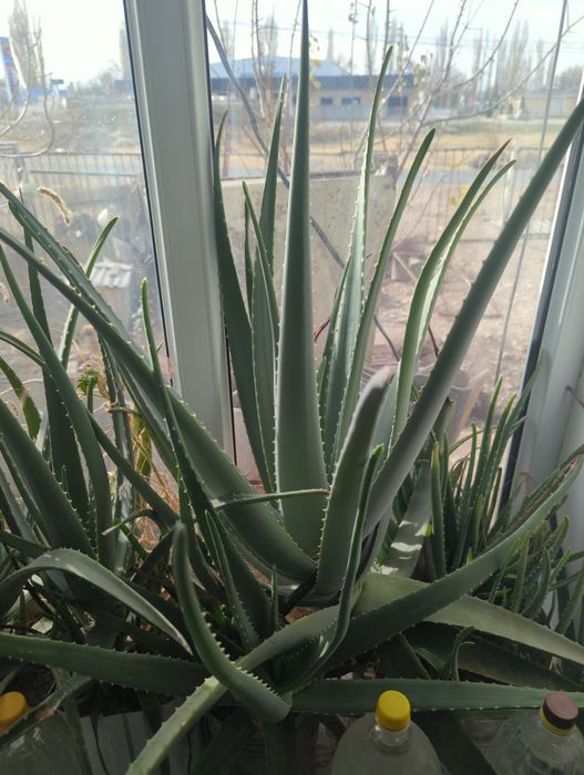 Алоэ, вкусный, сочный,любых размеров