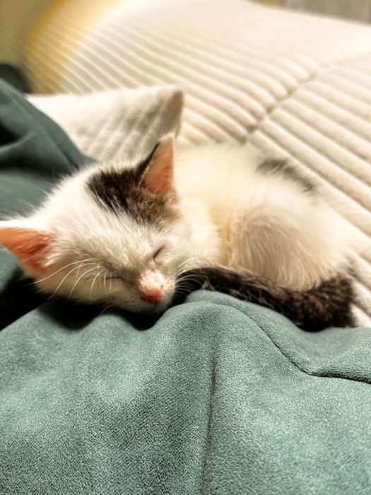 Отдам даром котёнка 2 месяца, мальчик