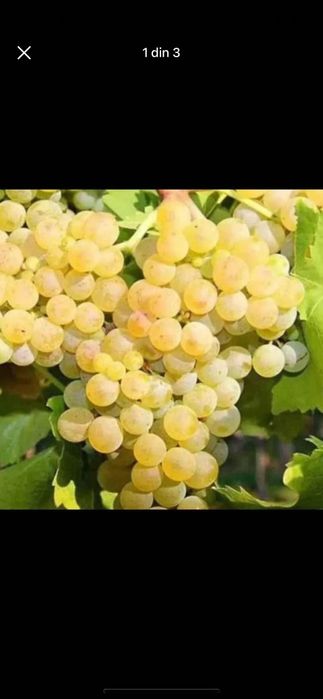 Struguri pentru vin