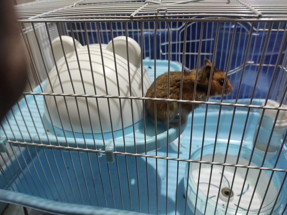 Продам двух хомячка