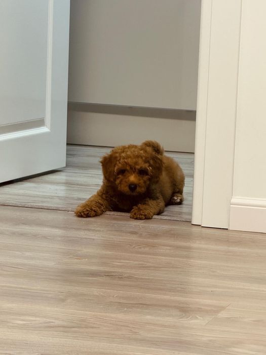 Poodle toy, fetita, 3 luni