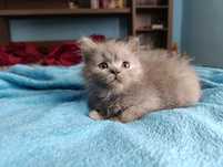 British Longhair