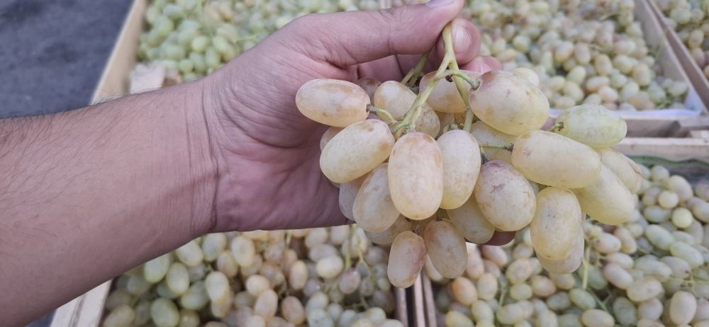 Uzum

Tashqi ko‘rinishi:

Mevalari cho‘zilgan