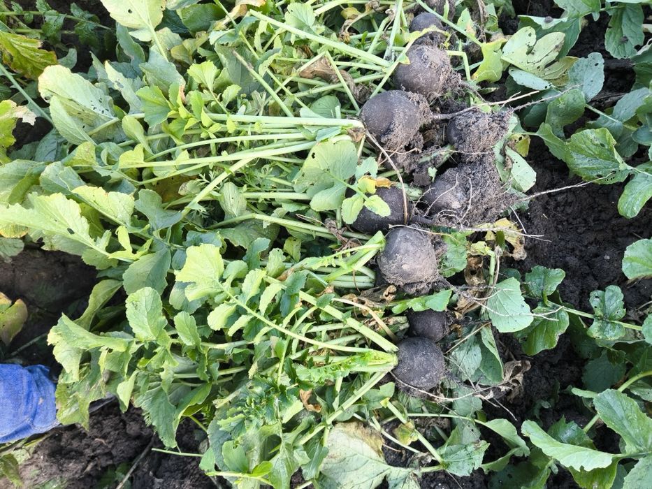 Ridiche neagra cantități mari