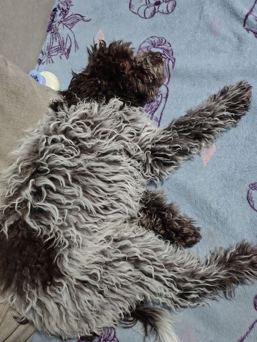 Лагото романиоло 4месеца всики ваксини,обезпаразитен