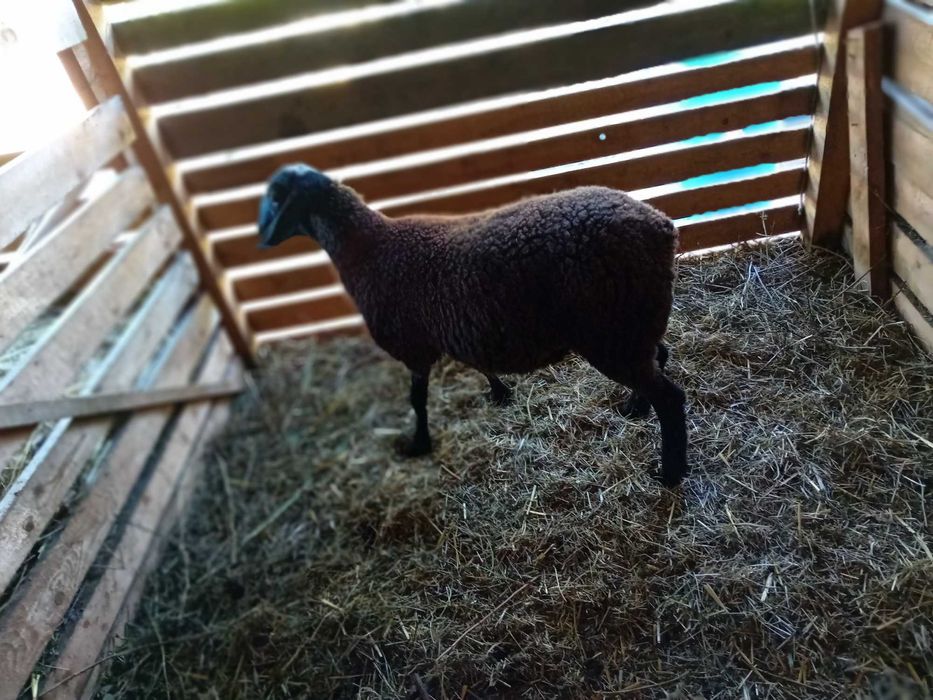 Berbecut carabas sarbesc cu dorper