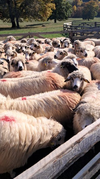 Vând 70 Oi țurcane,  detalii la telefon