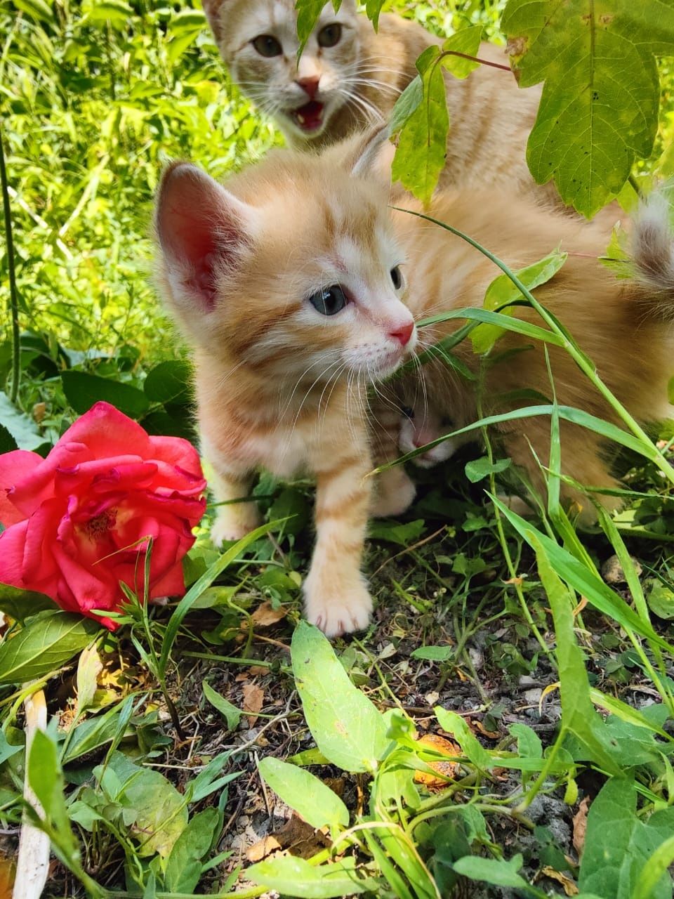 Отдам котят в добрые ,любящие руки.