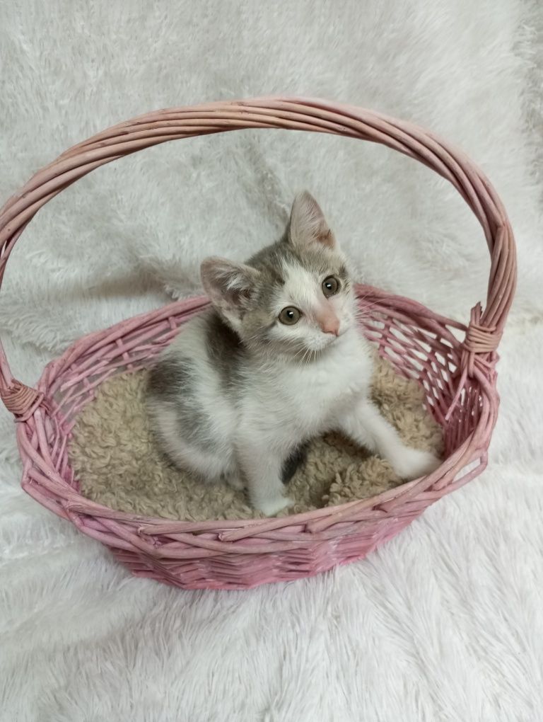 Котята с приюта в добрые руки