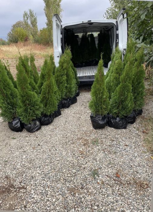 Западни туи Смарагд