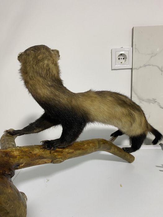 Vand dihor impaiat de anul acesta !