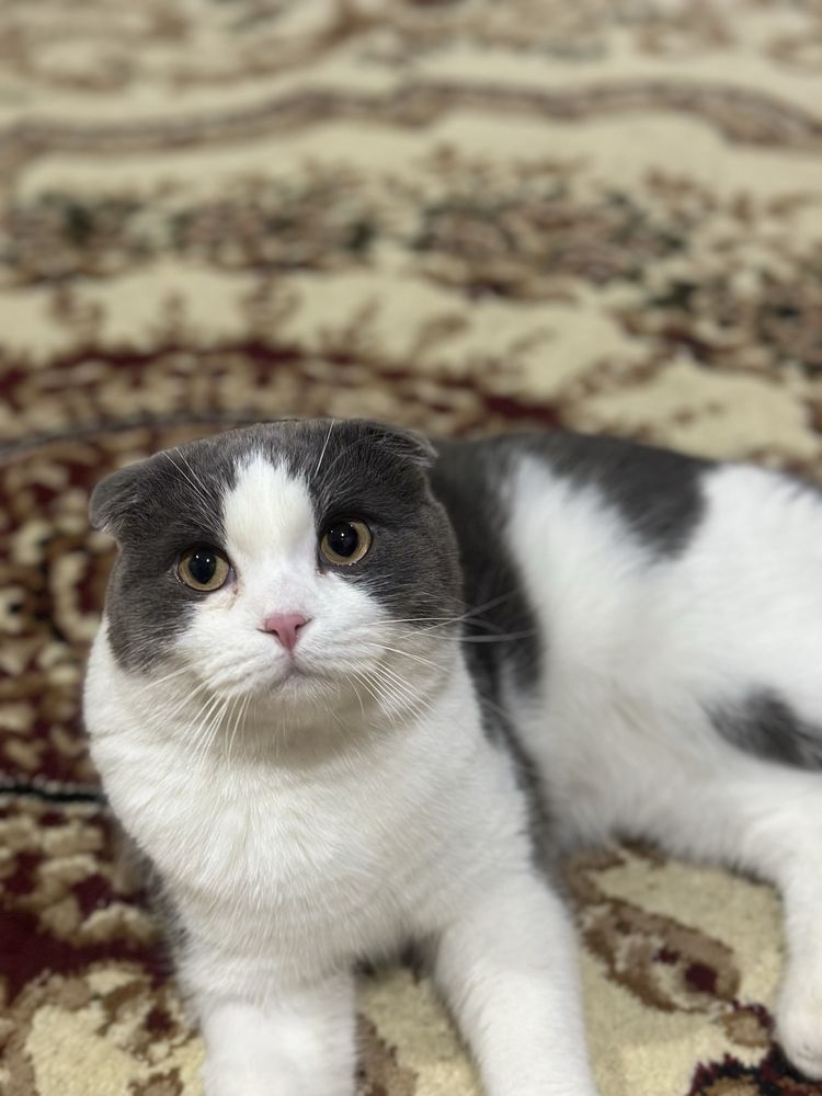 scottish fold sotiladi