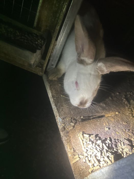 Продава зайци живи или изчистени