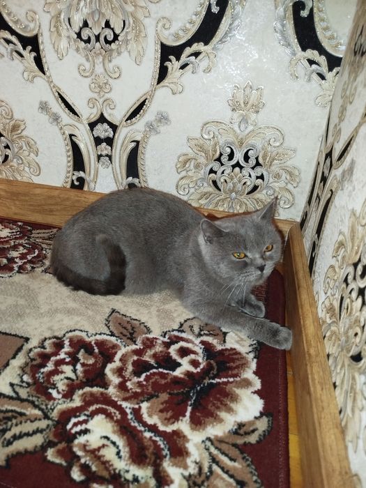 Skotish strayt homilador ona mushuk sotiladi