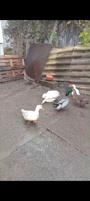 Rate rouen tinere de 3 luni