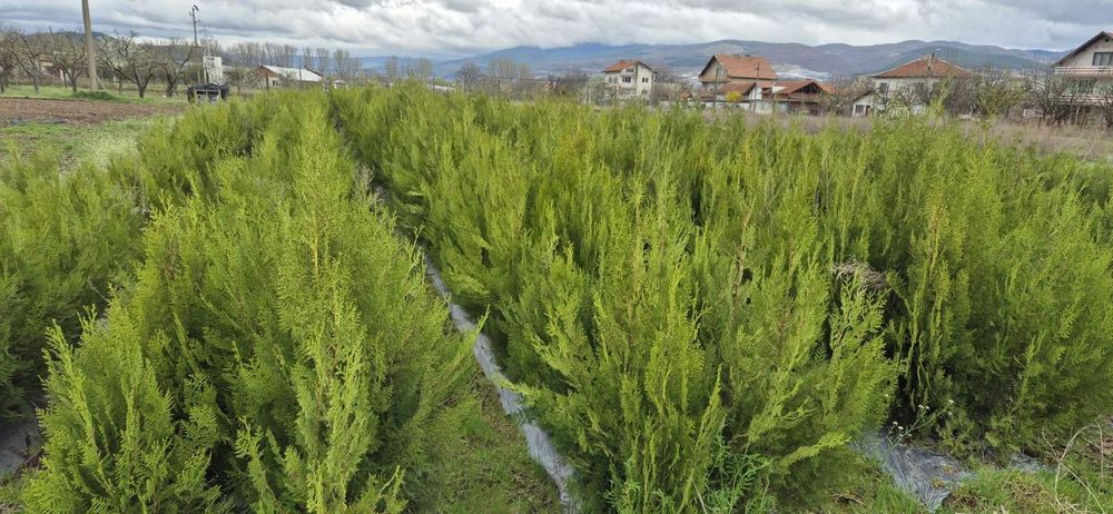 ТУЯ ИЗТОЧНА Висока 1.5м+