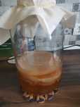 Ciuperca Kombucha
