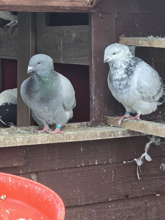 Turturele rozatoare si voiajori standard de vanzare