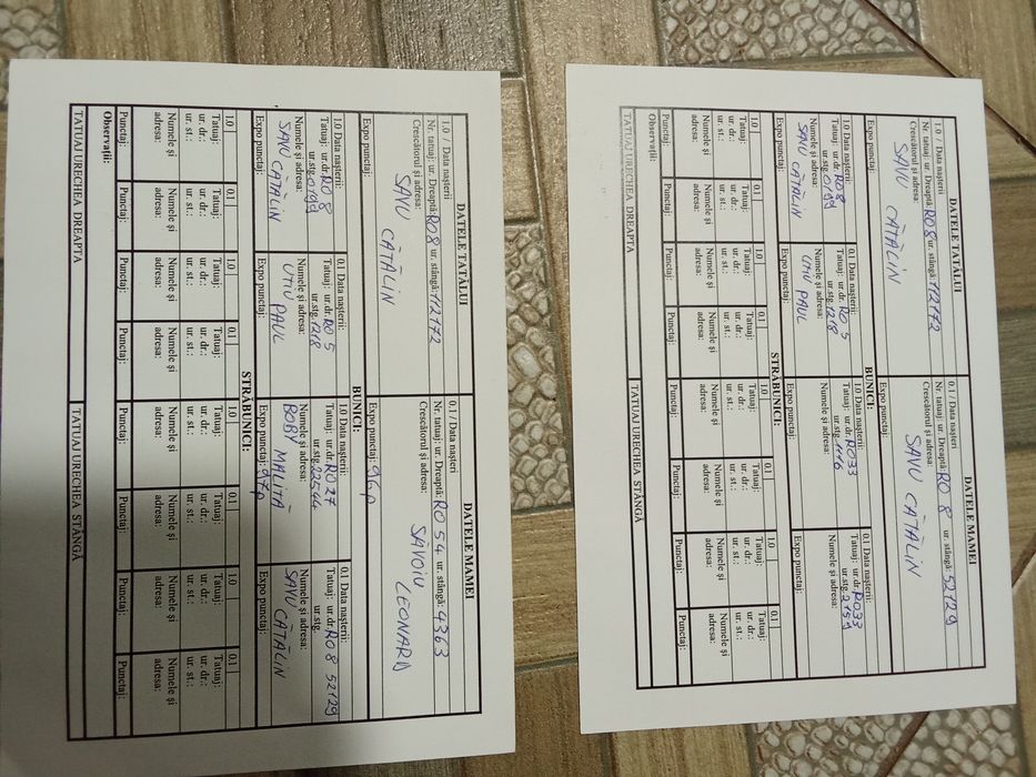 Vând iepuri uriași germani-gri